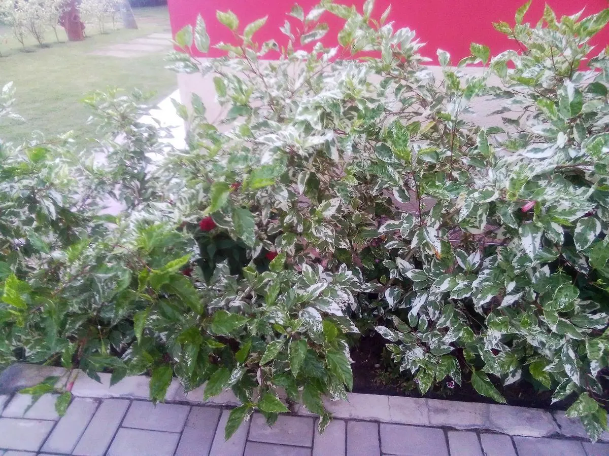 Residence Vila Europa Porto Seguro